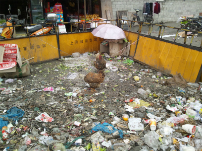 とまとじゅーす的中国旅行記＠上海観光・滞在日記。上海の少年村路、安ホテル付近ので見た鶏