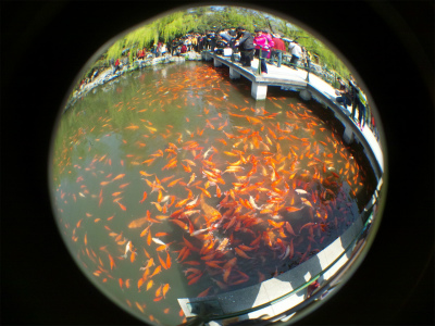 中国旅行記、杭州～紹興ツアー観光編＠杭州の西湖周辺の紅魚池と鯉