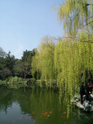 中国旅行記、杭州～紹興ツアー観光編＠杭州の西湖周辺、花港公園の紅魚池と柳の風景
