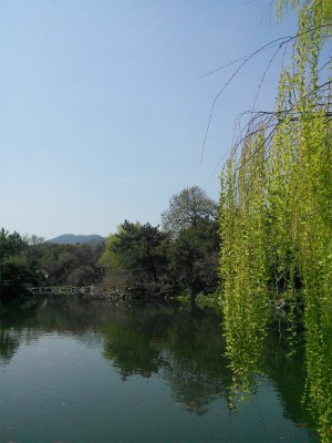 中国旅行記、杭州～紹興ツアー観光編＠杭州の西湖周辺、花港公園の紅魚池と柳の風景