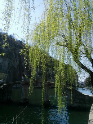 とまとじゅーす的中国旅行記、杭州～紹興ツアー観光編＠紹興観光のハイライト、東湖を観光。柳がいい感じに枝垂れていた