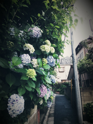 中国旅行記＠上海から東京へ一時帰国、紫陽花の花