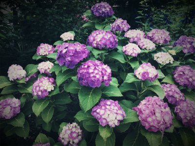 中国旅行記＠上海から東京へ一時帰国、紫陽花の花