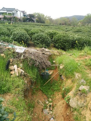 とまとじゅーす的中国旅行記＠杭州・西湖龍井茶の新茶摘みツアー、新茶摘みを体験