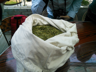 とまとじゅーす的中国旅行記＠杭州・西湖龍井茶の新茶摘みツアー、新茶摘みを体験