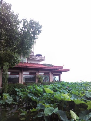 中国旅行記＠杭州観光。西湖湖畔に咲く蓮の花