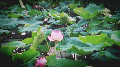 とまとじゅーす的中国旅行記＠杭州観光。西湖の白堤の蓮と蓮の花