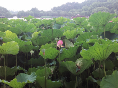 中国旅行記＠杭州観光。西湖の白堤と蘇堤付近の蓮と蓮の花