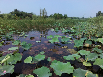 とまとじゅーす的中国旅行記＠無錫観光。太湖大堤付近の湿地