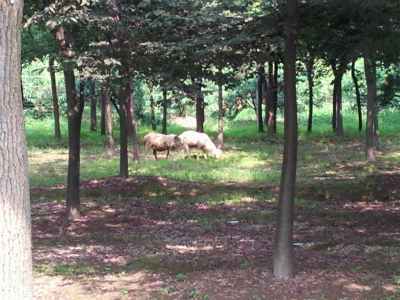 とまとじゅーす的中国旅行記＠無錫観光。太湖大堤付近で見た山羊
