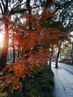 とまとじゅーす的中国旅行記＠杭州、西湖から霊隠景観区まで散歩。紅葉を鑑賞