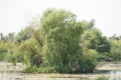 イリ・カザフ族自治州（伊犁哈萨克自治州）観光旅行記＠イリ河（伊犁河）大橋（新橋）の沼地の大木