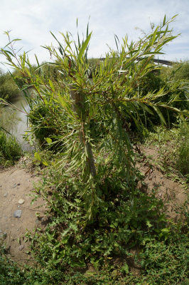 イリ・カザフ族自治州（伊犁哈萨克自治州）観光旅行記＠イリ河（伊犁河）の川辺の遊歩道周辺に咲く植物