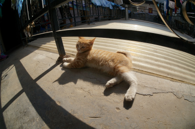 中国旅行記＠蘭州の西驛（驿）国際青年旅舎、ユースホステルに住み着いている子猫