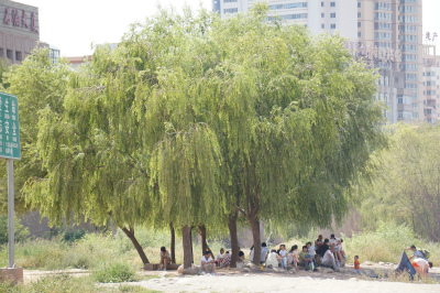 中国旅行記＠蘭州観光、黄河の河原、大きな木の木陰でまったりしている人達