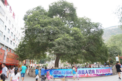 中国旅行記＠蘭州観光、五泉山公園付近のエンジュ（sophora japonica linn）の大樹