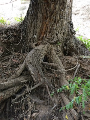 中国旅行記＠蘭州観光、五泉山公園に生える樹木の根