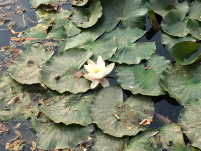 中国旅行記＠蘭州観光、五泉山公園の睡蓮の白い花