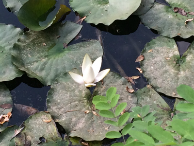 とまとじゅーす的中国旅行記＠蘭州観光、五泉山公園の睡蓮の白い花