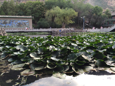 中国旅行記＠蘭州観光、五泉山公園の睡蓮