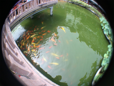 中国旅行記＠上海観光、豫園傍の九曲橋付近の池では何時も鯉が群がってます