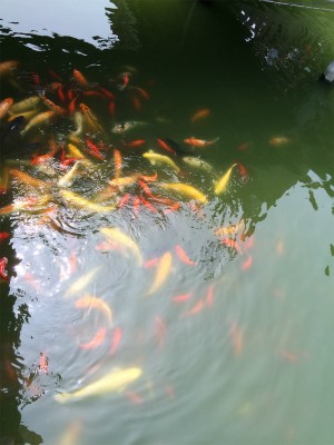 とまとじゅーす的中国旅行記＠上海観光、豫園傍の九曲橋付近の池では何時も鯉が群がってます