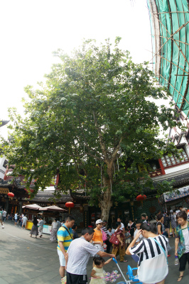 中国旅行記＠上海観光、豫園老街・豫園商城の大木