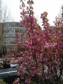 中国旅行記2017年＠大連観光、大連での適当な生活日記、職場付近に咲く桜の花
