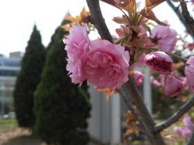 中国旅行記2017年＠大連観光、大連での適当な生活日記、職場付近に咲く桜の花